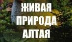 Jivaia priroda Altaya